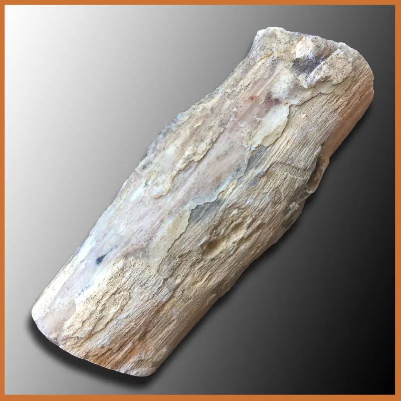 EVP292 Eden Valley Petrified Wood Limb Cast